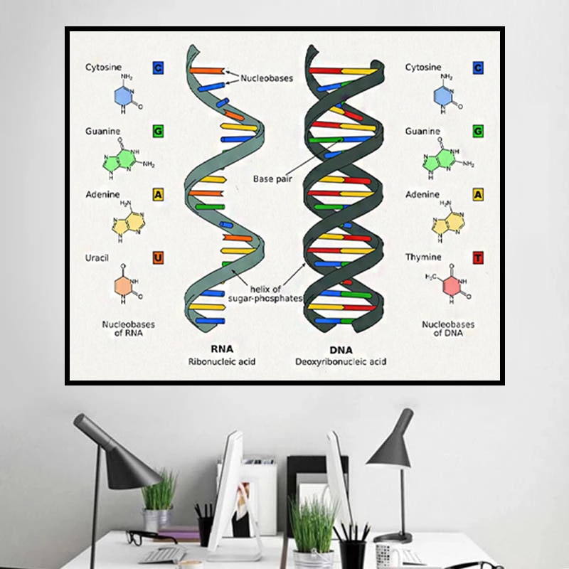 ΰ DNA  RNA   ڵ ȭ ĵ   μ   ׸    